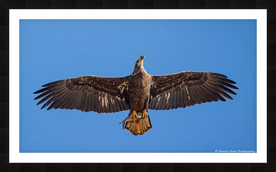 Juvenile Bald Eagle - Fresh Catch Picture Frame print