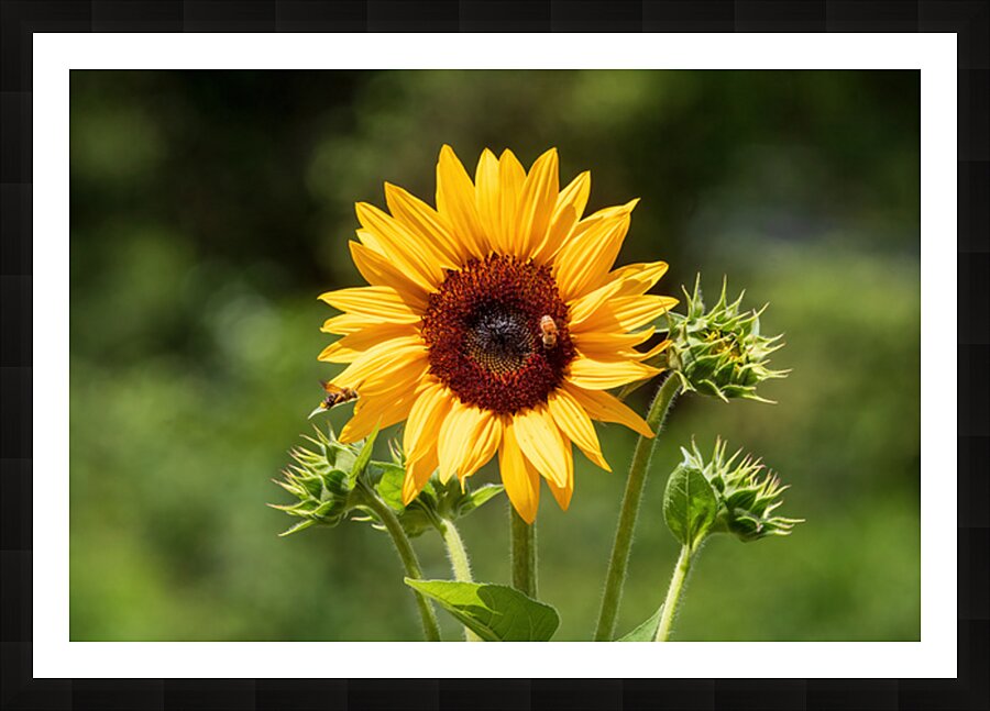 Sunflower - Buzz and Bloom Picture Frame print