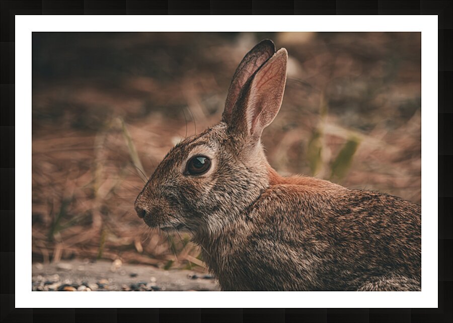 Eastern Cottontail - Backyard Close-Up Picture Frame print