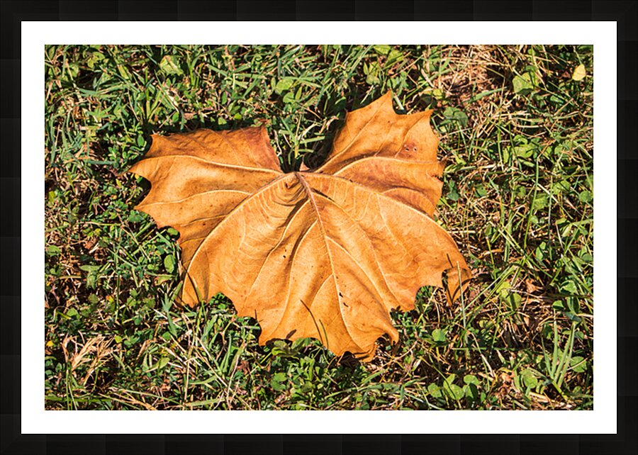 Sycamore Leaf on Grass Picture Frame print