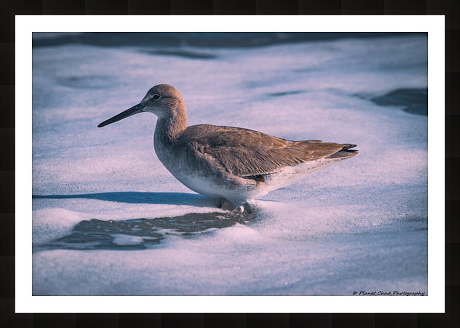 Willet - Gentle Waves Picture Frame print