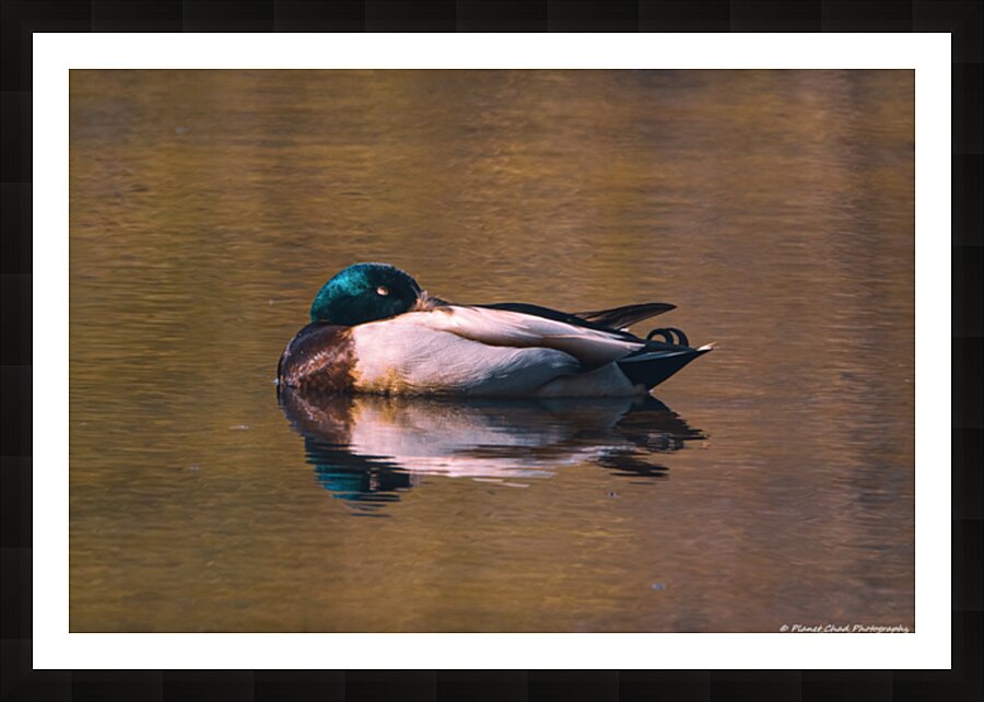 Sleeping Mallard - Solitude Picture Frame print