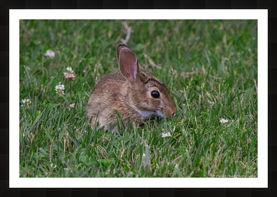Backyard Bunny - Springtime Picture Frame print