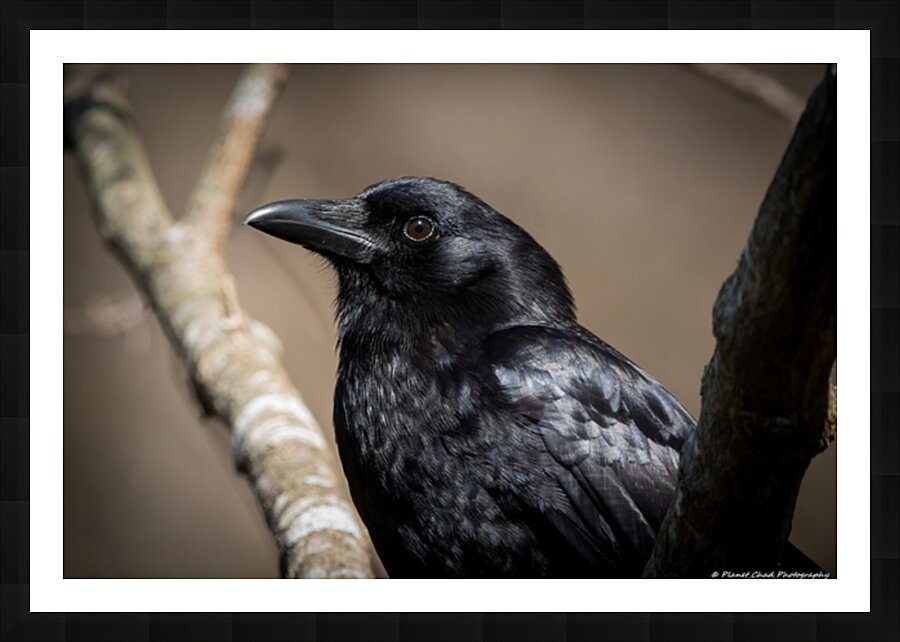  American Crow - Portrait Picture Frame print