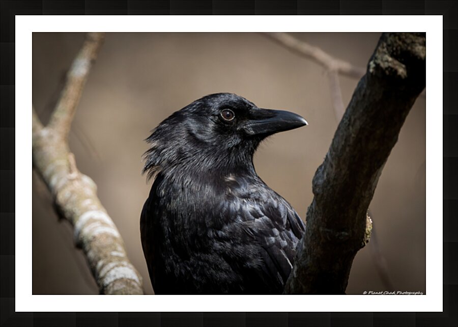 American Crow - Portrait 2 Picture Frame print