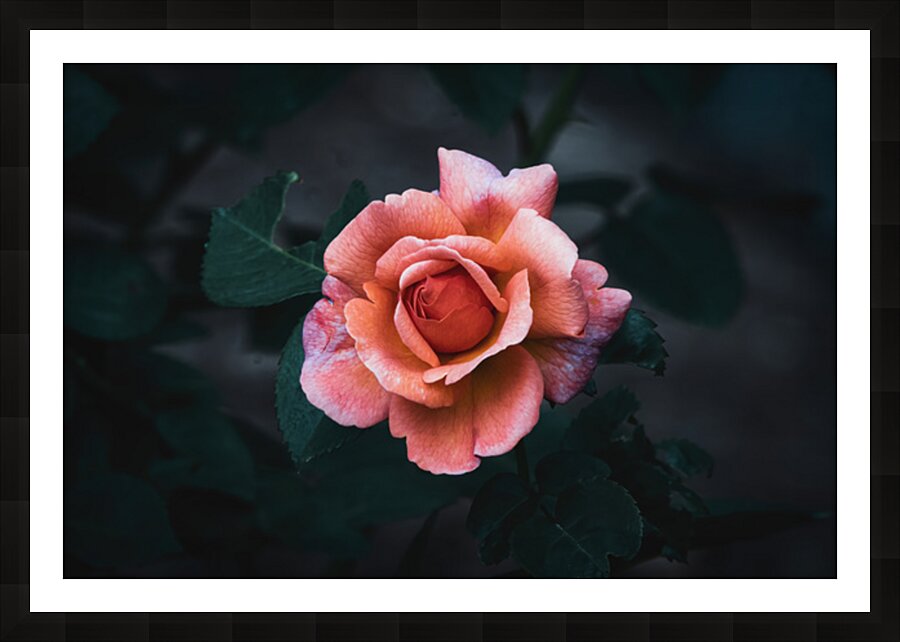Rose - After Dusk Elegance Picture Frame print