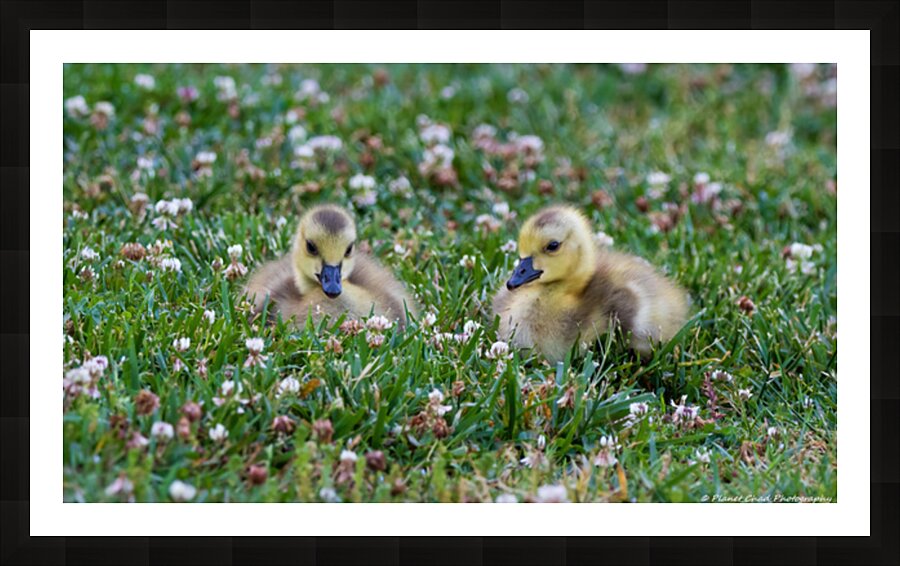 Canada Goose - Gosling Portrait Picture Frame print