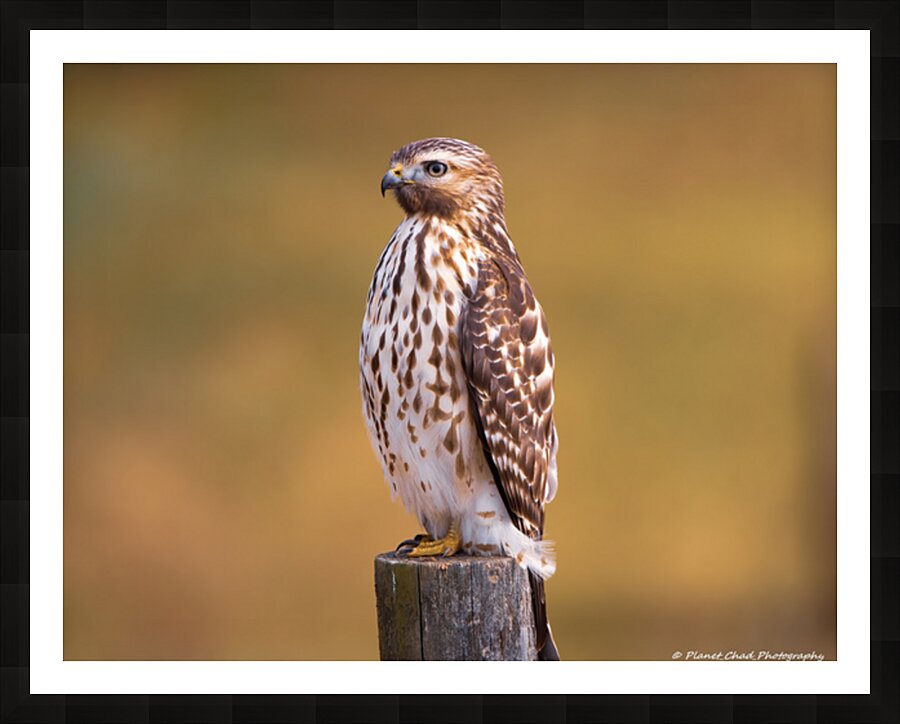 Red Shouldered Hawk - Perfect Pose Picture Frame print