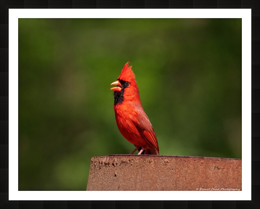 Singing Cardinal Picture Frame print