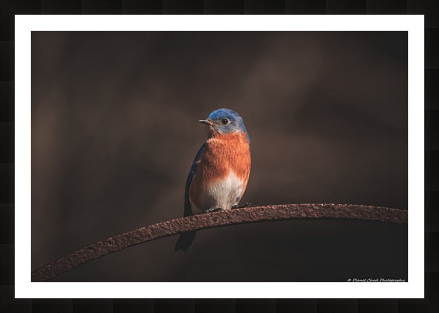 Eastern Bluebird - Springtime Picture Frame print
