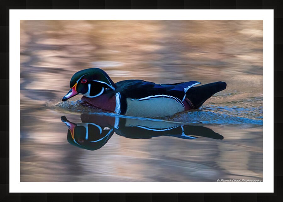 Reflections of a Wood Duck Picture Frame print
