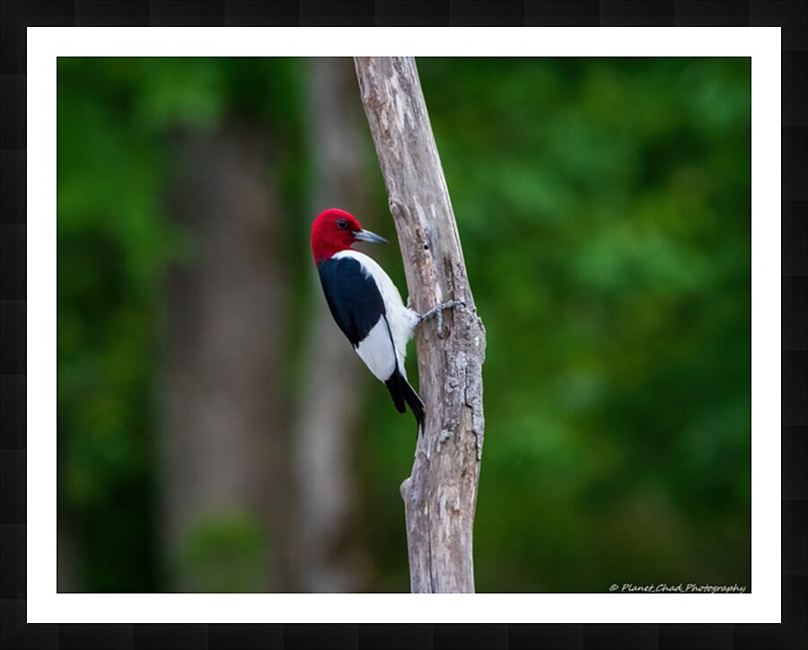 Red Headed Woodpecker Picture Frame print