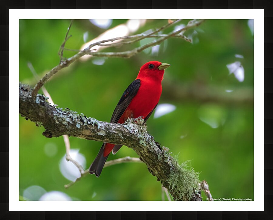 Scarlet Tanager Picture Frame print