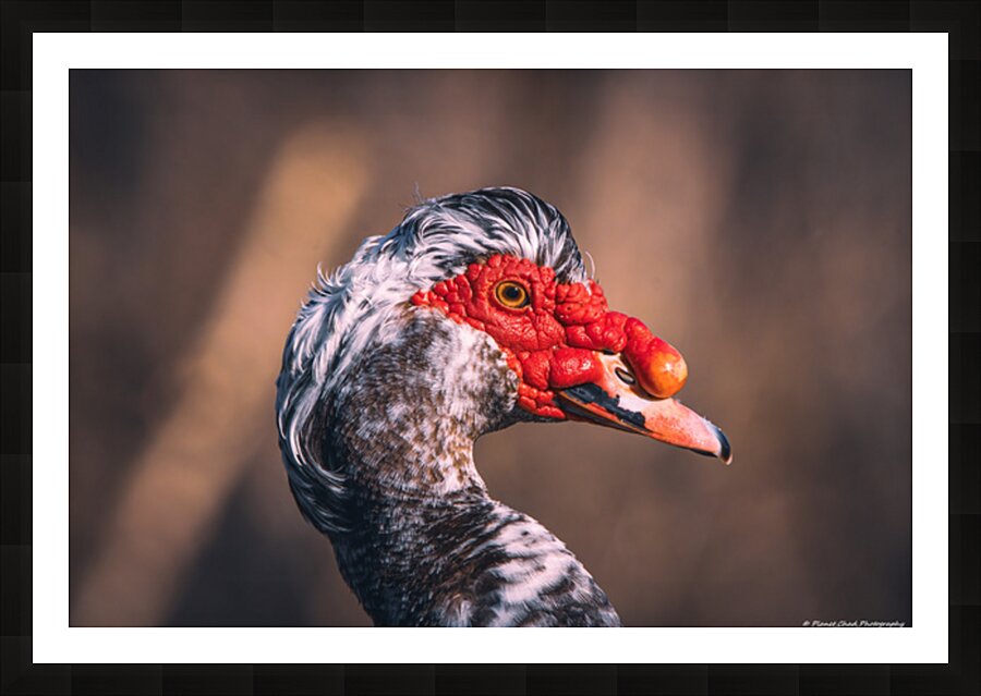Muscovy Model Picture Frame print
