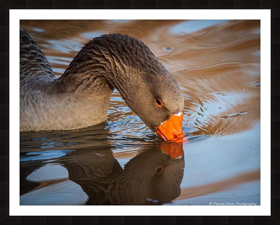 Graylag Goose - Reflection Picture Frame print