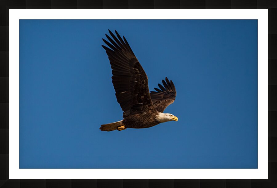 Bald Eagle - In Flight Picture Frame print