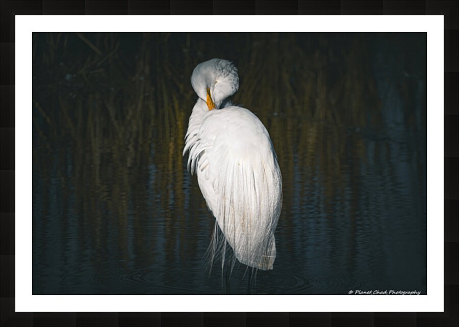  Great Egret - Preening Picture Frame print