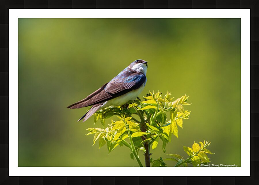 Tree Swallow - Looking Up Picture Frame print