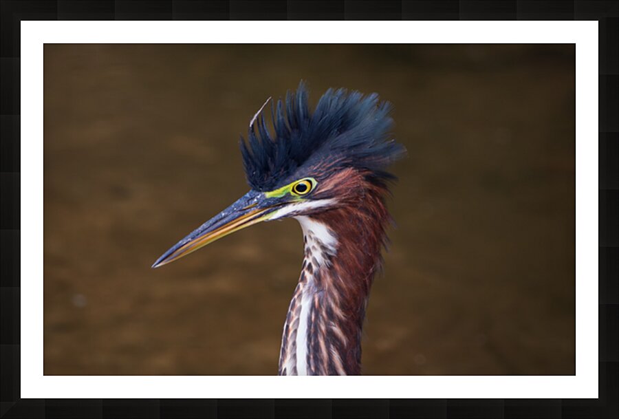 Green Heron - Flushed and Fabulous Impression et Cadre photo
