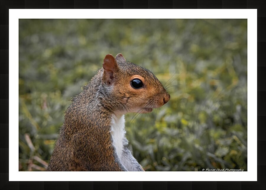 Eastern Gray Squirrel - Portrait Picture Frame print