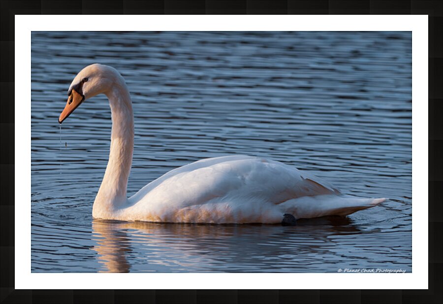 Swan Lake Picture Frame print