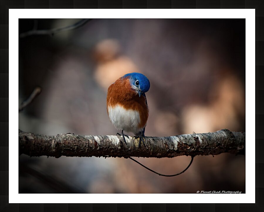 Eastern Bluebird - Inquisitive Picture Frame print