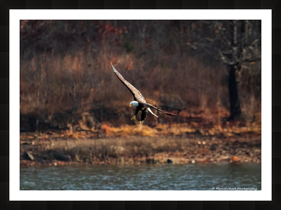 Bald Eagle - The Descent Picture Frame print