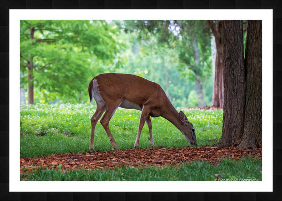 Morning Grazing Picture Frame print