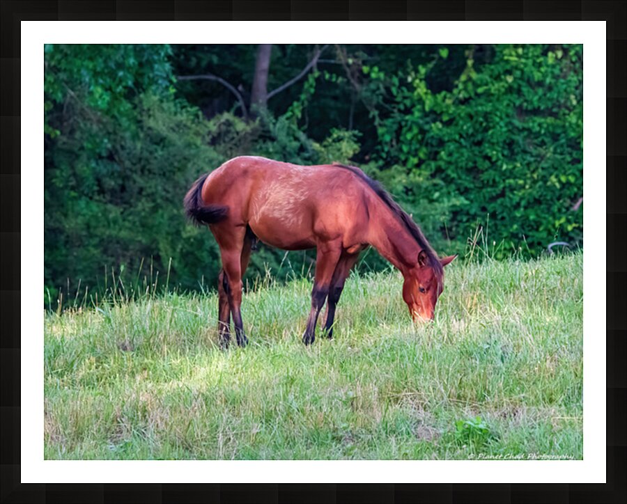 Grazing Horse Picture Frame print
