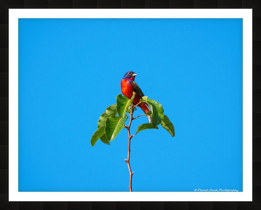 Painted Bunting - Simplicity Picture Frame print