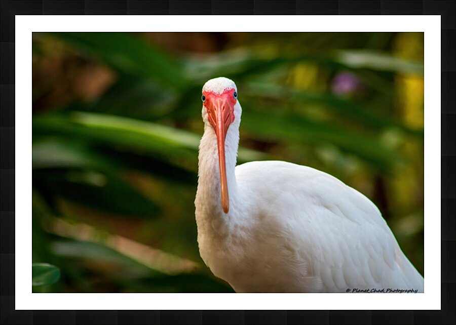 The Happy Ibis Picture Frame print