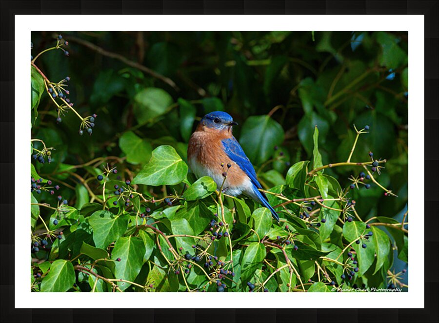 Bluebird in the Berry Tree Picture Frame print
