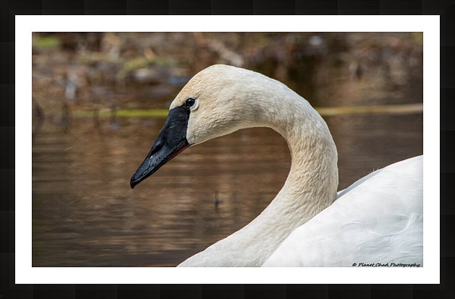 Trumpeter Swan Portrait Picture Frame print