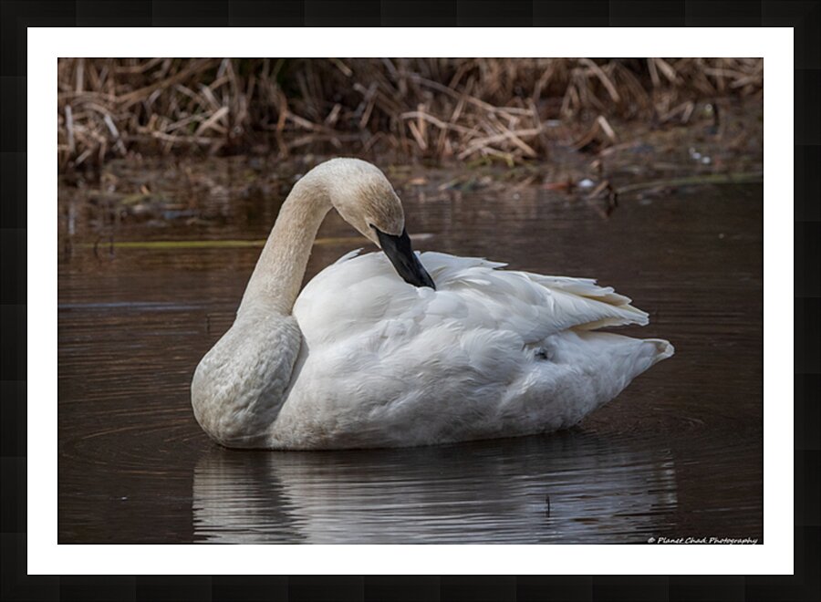 Preening Trumpeter Swan Picture Frame print