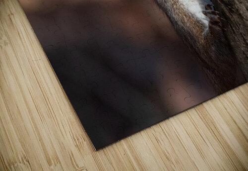 Squirrel in the Sunlight Chad Meyer puzzle