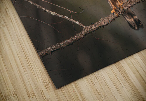 Curious Red Shouldered Hawk Chad Meyer puzzle