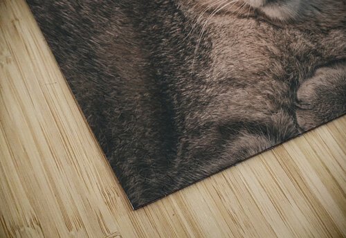 Sleepy Cat Chad Meyer puzzle
