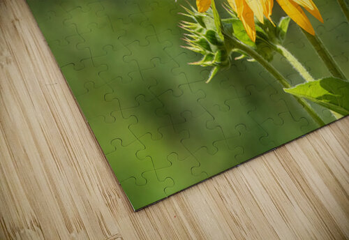 Sunflower - Buzz and Bloom Chad Meyer puzzle