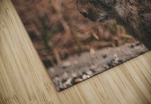 Eastern Cottontail - Backyard Close-Up Chad Meyer puzzle