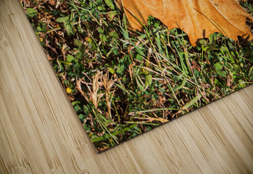Sycamore Leaf on Grass Chad Meyer puzzle