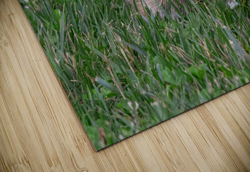 Backyard Bunny - Springtime Chad Meyer puzzle