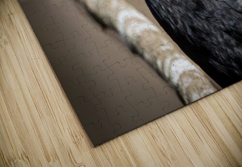  American Crow - Portrait Chad Meyer puzzle