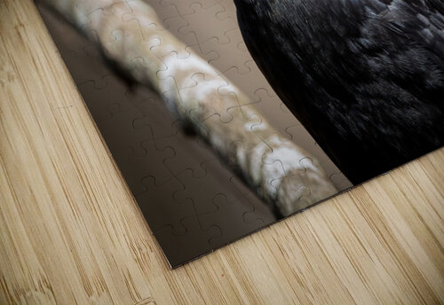 American Crow - Portrait 2 Chad Meyer puzzle