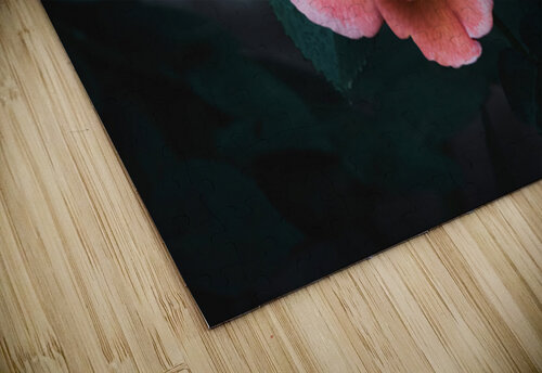 Rose - After Dusk Elegance Chad Meyer puzzle