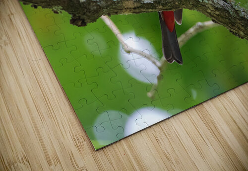 Scarlet Tanager Chad Meyer puzzle