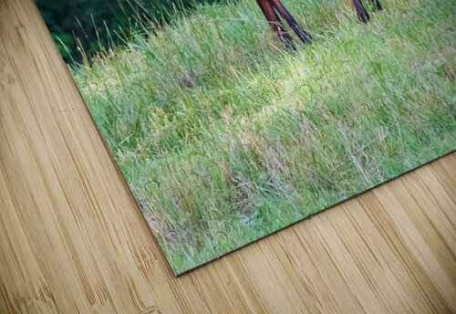Grazing Horse Chad Meyer puzzle