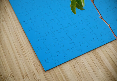 Painted Bunting - Simplicity Chad Meyer puzzle