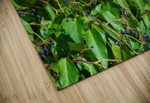 Bluebird in the Berry Tree Chad Meyer puzzle