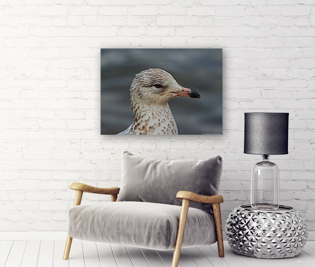 Young Gull Portrait Reproduction
