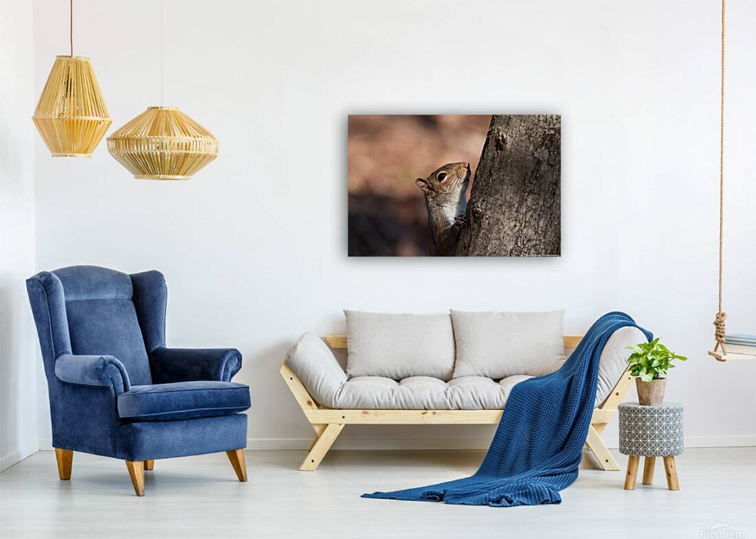 Squirrel in the Sunlight Reproduction